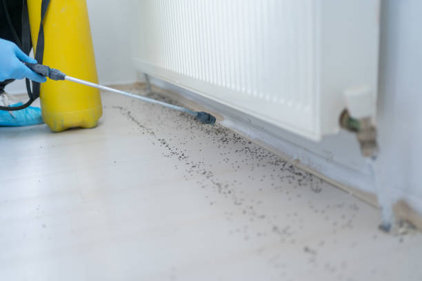 Best Pest Prevention Services  in Belterra, TX