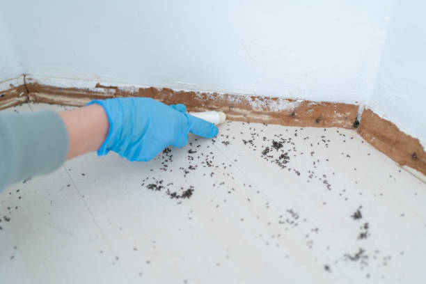 Best Mosquito Control Services  in Belterra, TX